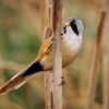 Sykorice vousata - Panurus biarmicus - Bearded Reedling o5481